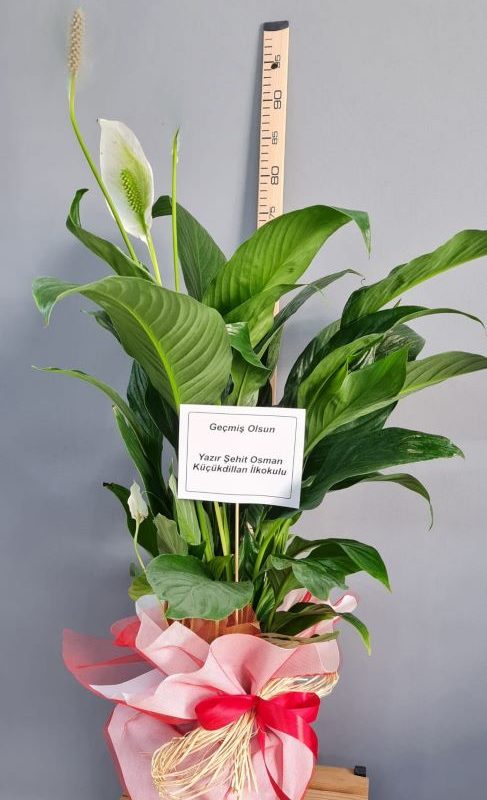 BARIŞ ÇİÇEĞİ (SPATHİPHYLLUM) CANLI