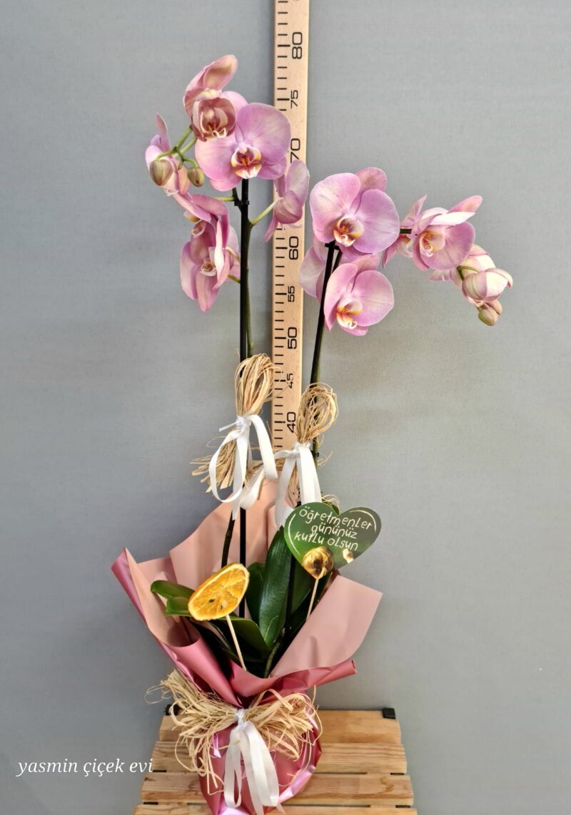 ATEŞ KIRMIZISI ORKİDE ÇİFT DALLI CANLI İTHAL