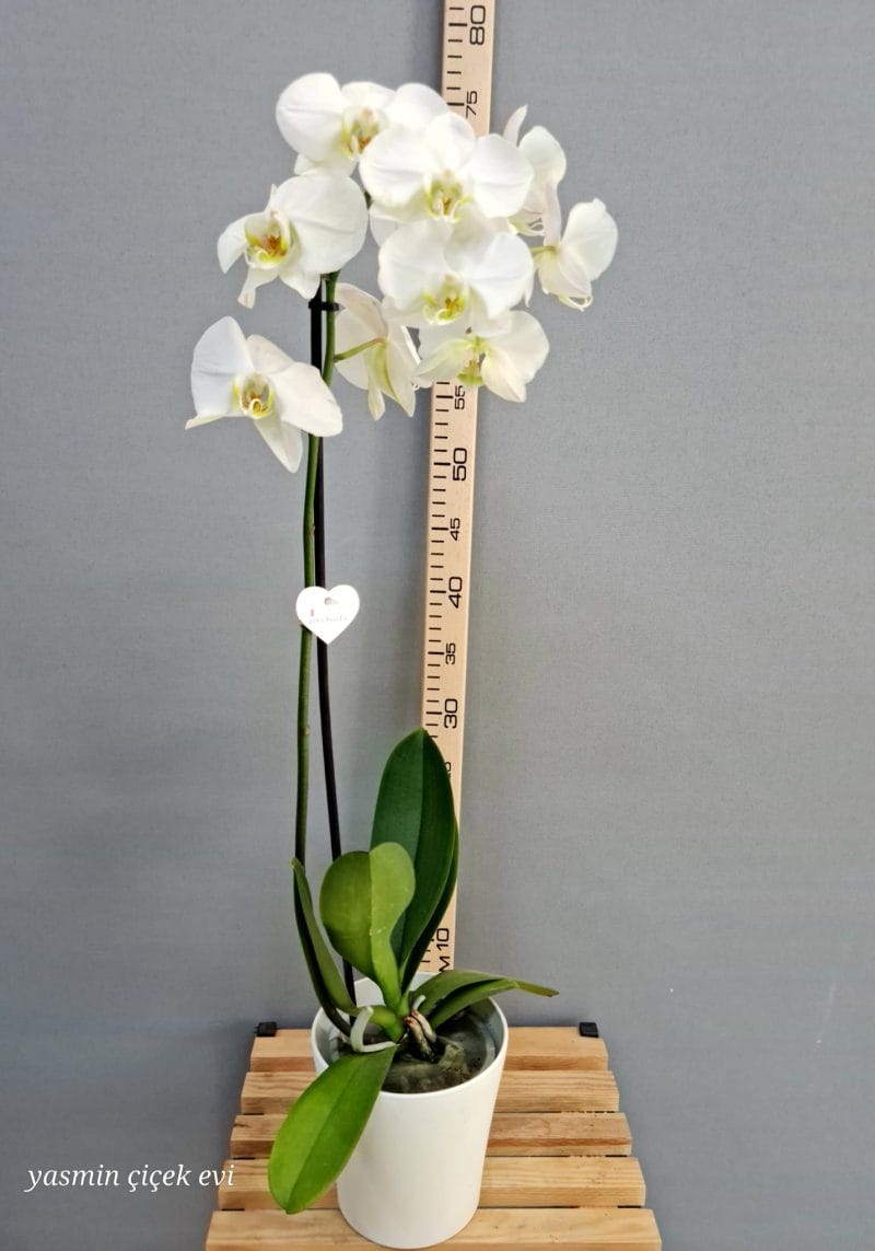 BEYAZ ORKİDE TEK DALLI CANLI İTHAL