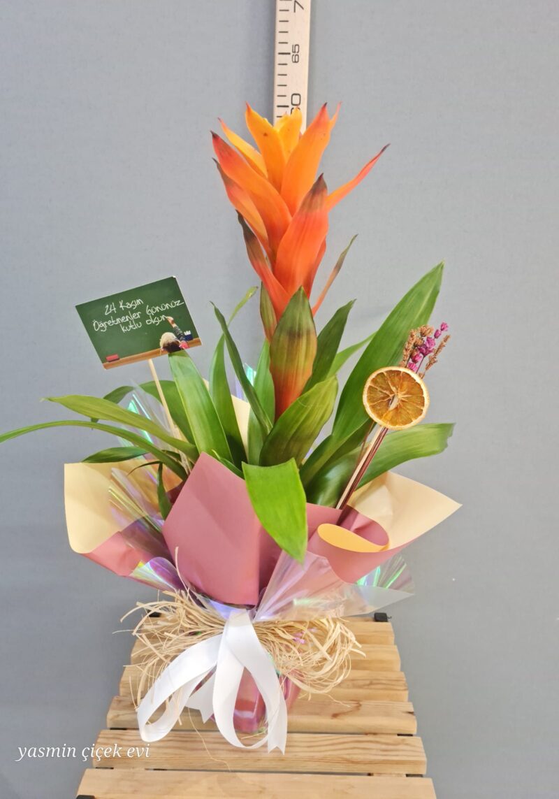 GUZMANYA TURUNCU CANLI