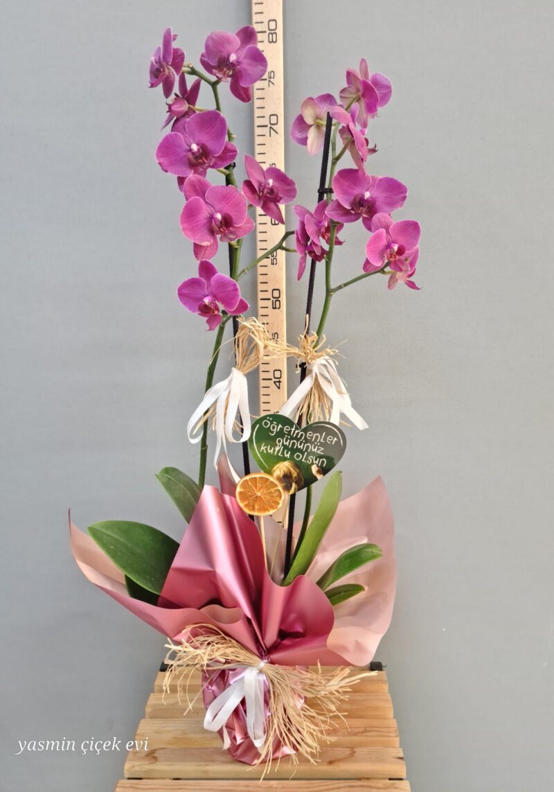ORKİDE MOR ÇİFT DALLI CANLI