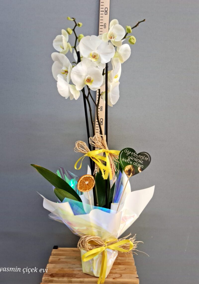 ORKİDE BEYAZ ÇİFT DALLI CANLI İTHAL