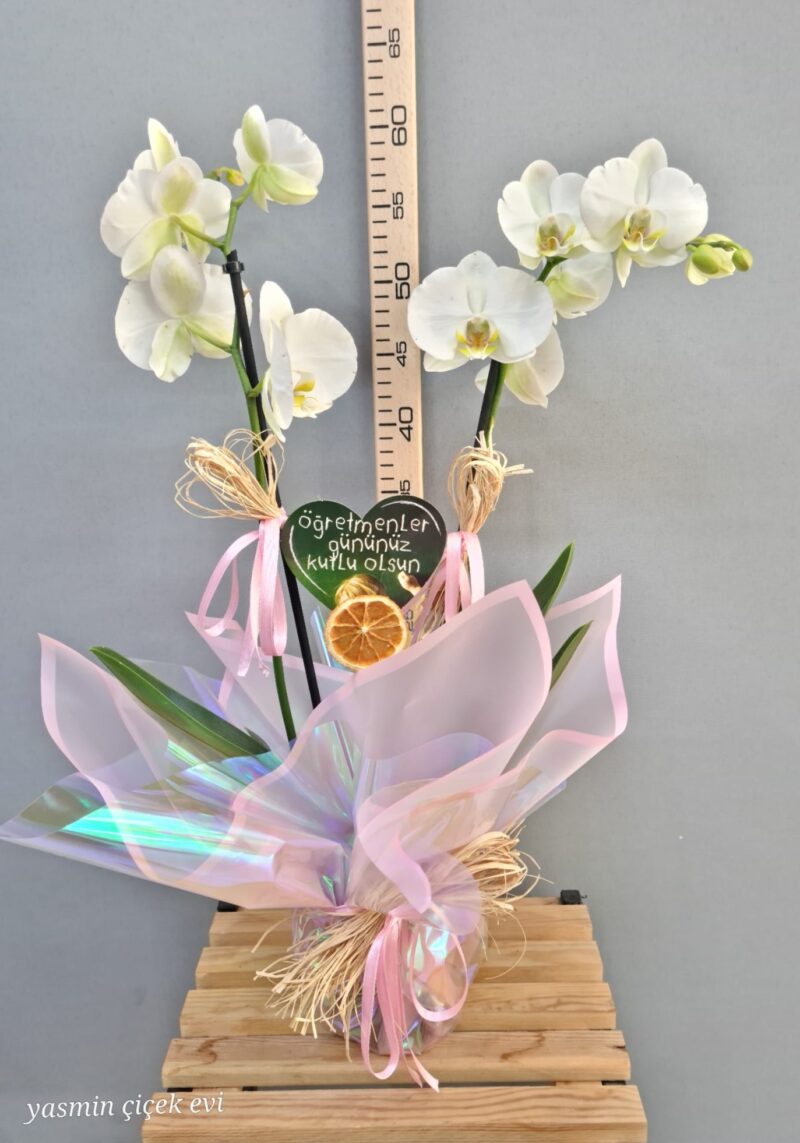 BEYAZ ÇİFT DALLI İTHAL ORKİDE CANLI