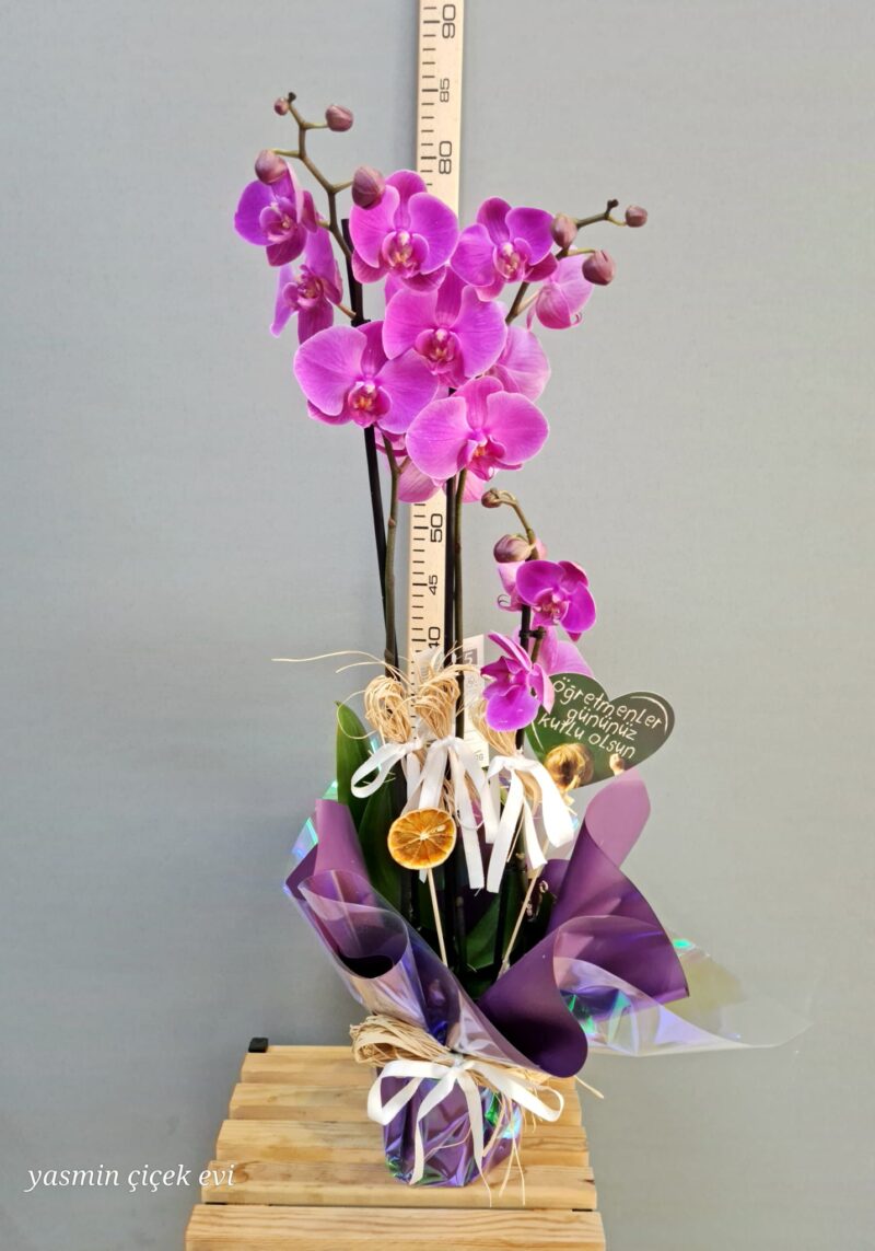 MOR ORKİDE ÇİFT DALLI CANLI İTHAL