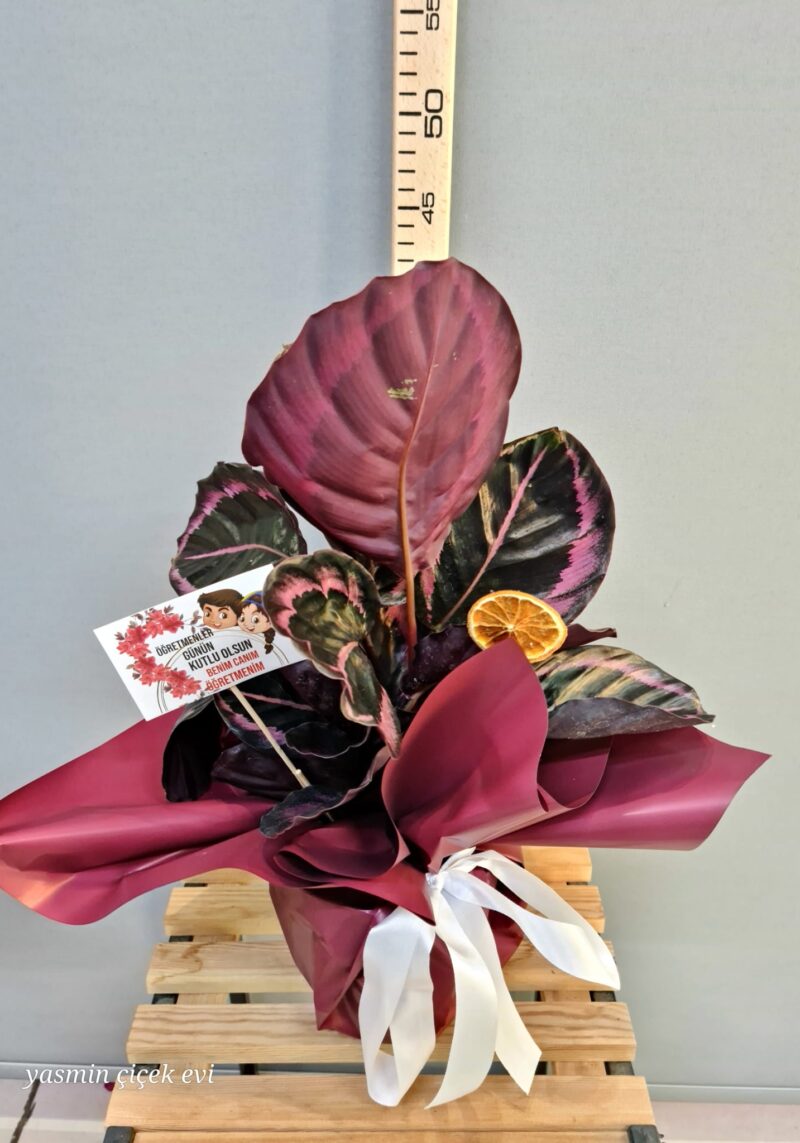 DUA ÇİÇEĞİ CANLI İTHAL