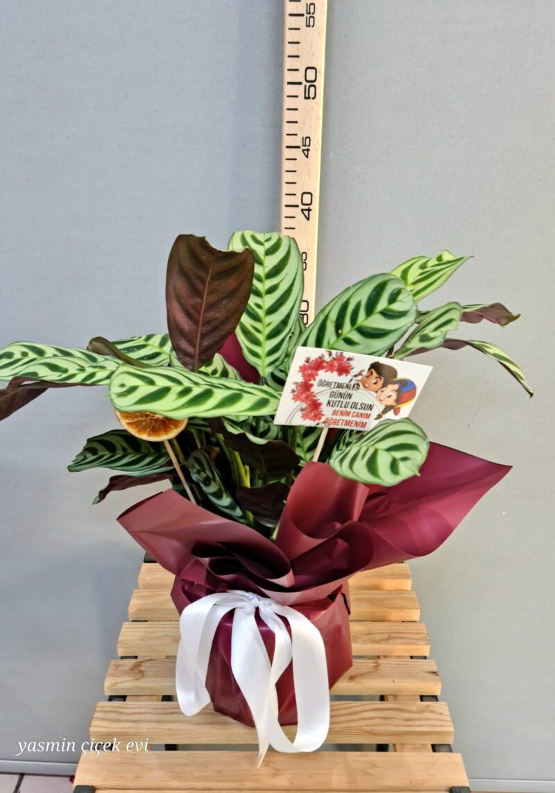 DUA ÇİÇEĞİ CANLI İTHAL