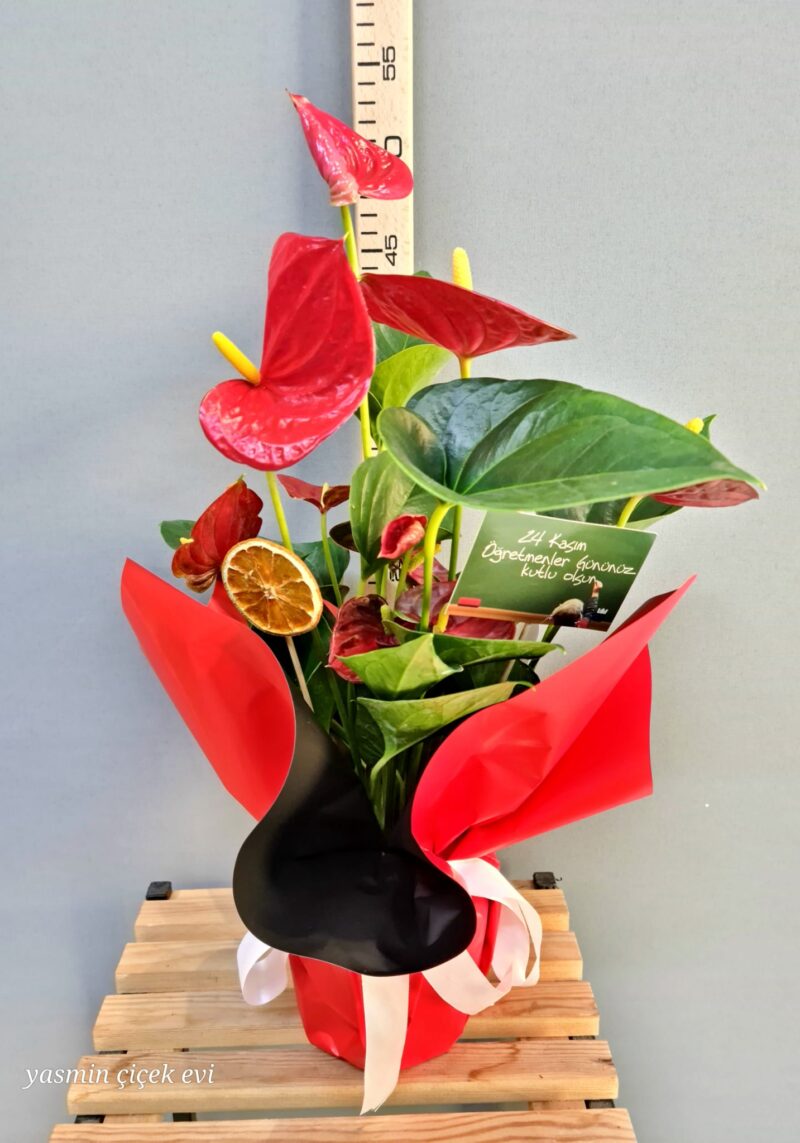 ANTORYUM ÇİÇEĞİ CANLI İTHAL