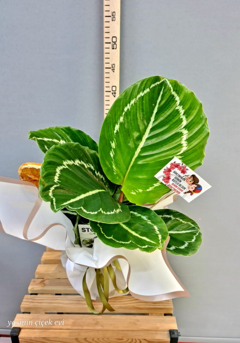 DUA ÇİÇEĞİ CANLI İTHAL