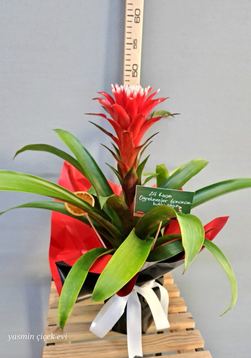 GUZMANYA CANLI İTHAL