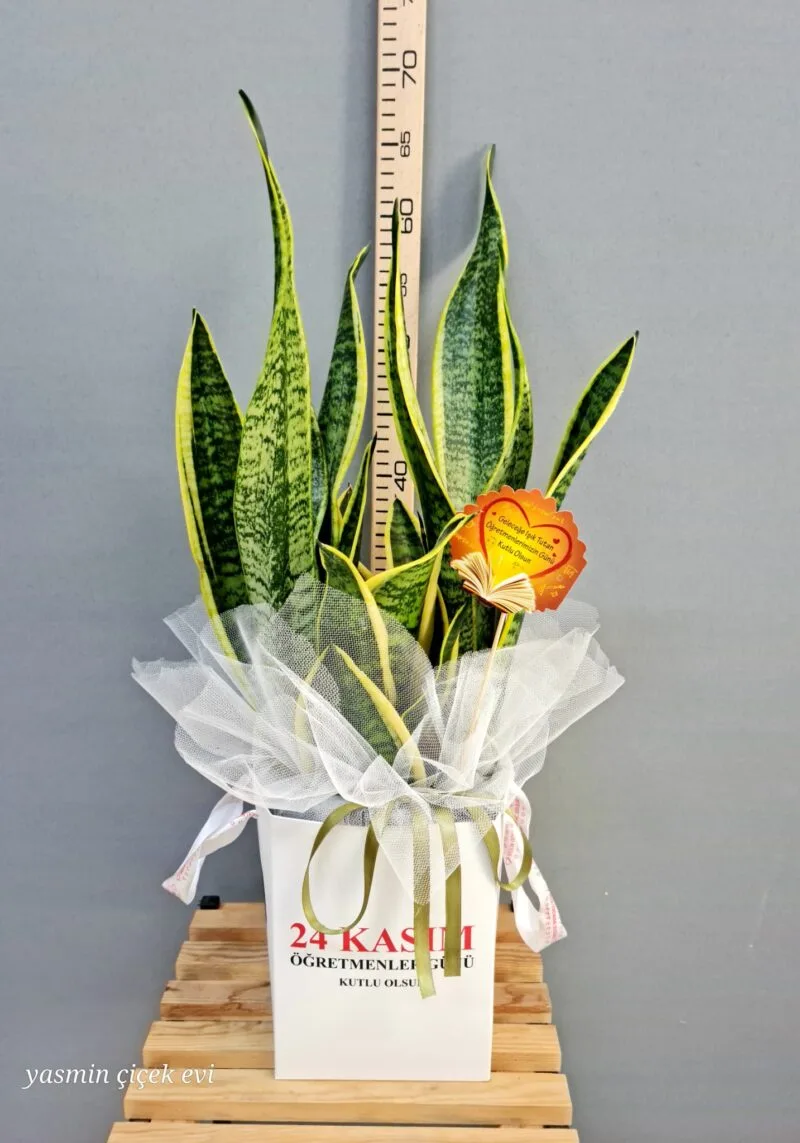 KILIÇ ÇİÇEĞİ CANLI