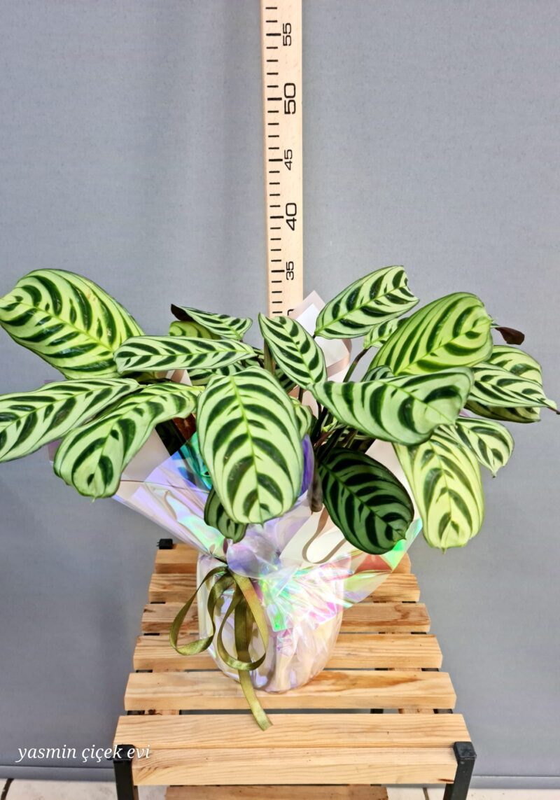 DUA ÇİÇEĞİ CANLI İTHAL