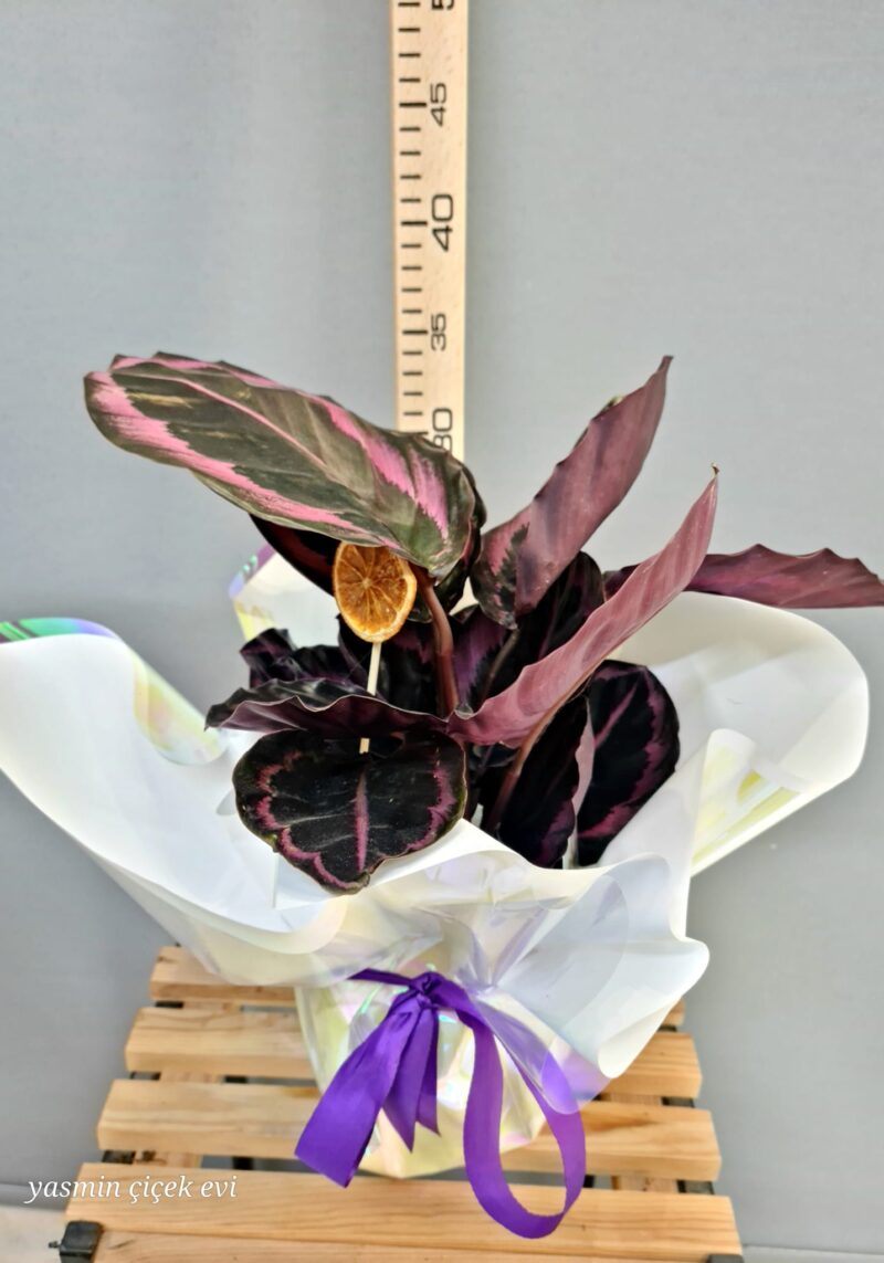 DUA ÇİÇEĞİ CANLI İTHAL