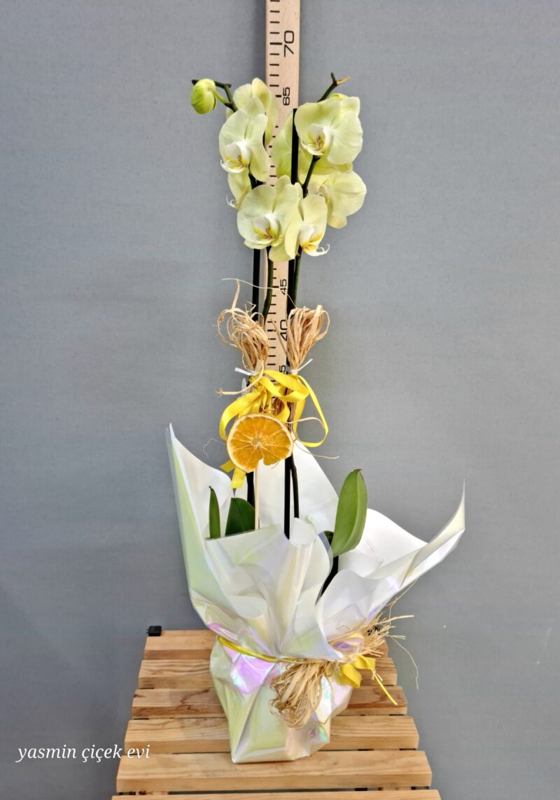 AÇIK SARI DALLI İTHAL ORKİDE CANLI KARTON ÇANTALI