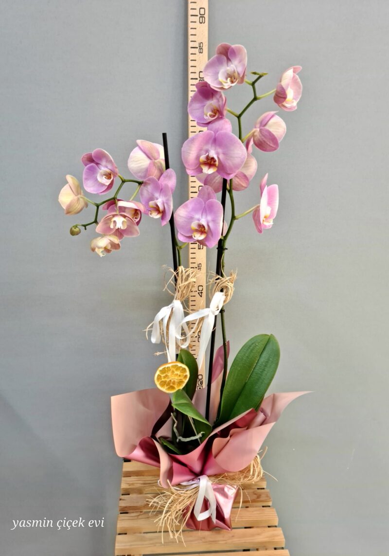 TOZ PEMBE ORKİDE ÇİFT DALLI CANLI İTHAL