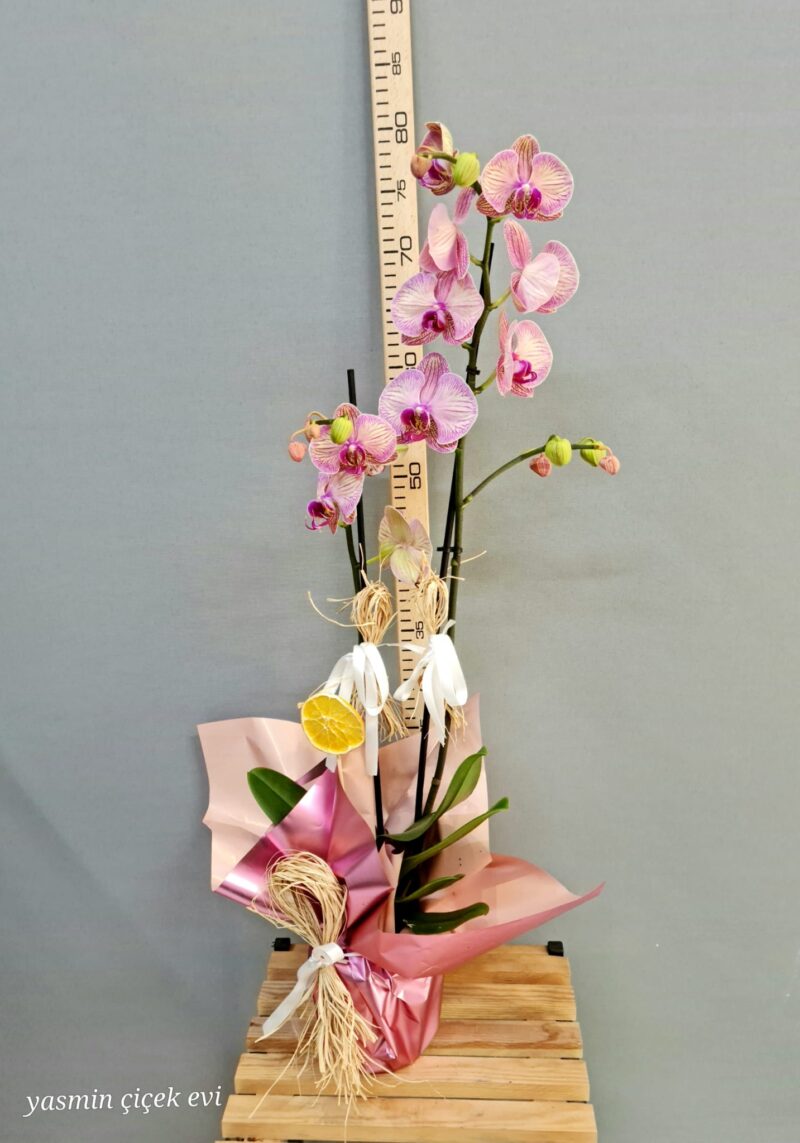 TURUNCU ORKİDE ÇİFT DALLI CANLI İTHAL