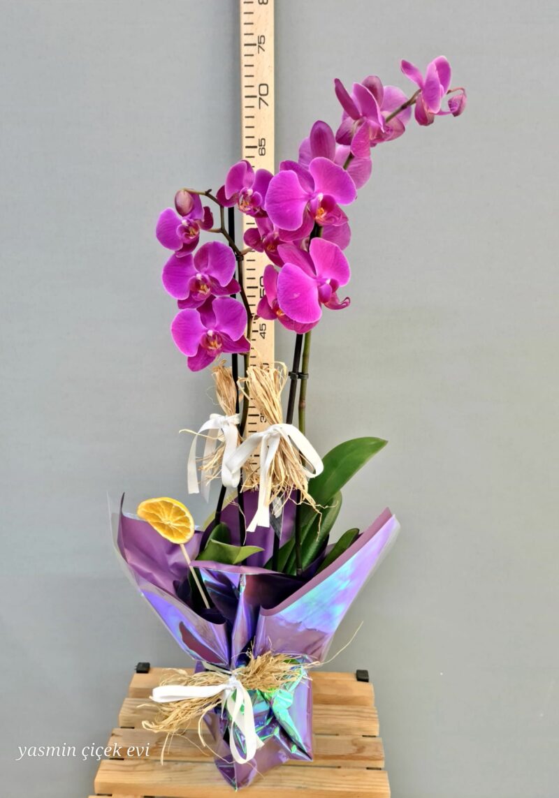 ORKİDE MOR ÇİFT DALLI CANLI