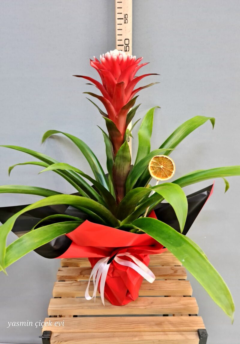 GUZMANYA CANLI İTHAL