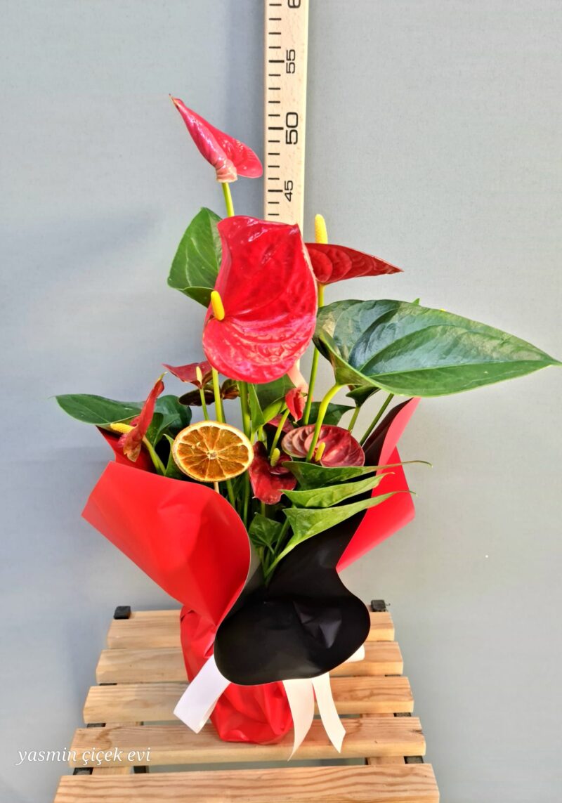 ANTORYUM ÇİÇEĞİ CANLI İTHAL