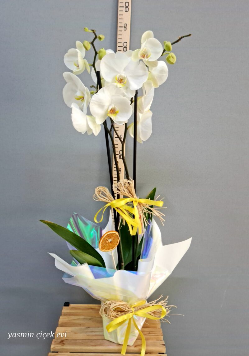 ORKİDE BEYAZ ÇİFT DALLI CANLI İTHAL