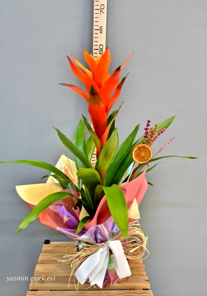 GUZMANYA TURUNCU CANLI