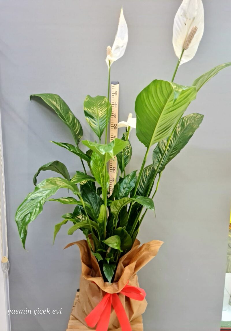 BARIŞ ÇİÇEĞİ CANLI