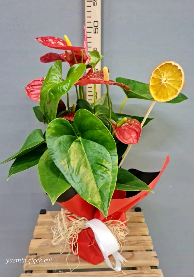 ANTORYUM ORTA BOY CANLI