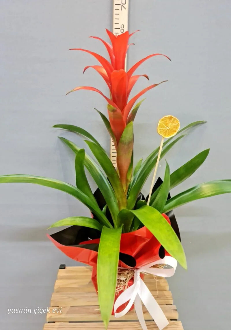 GUZMANYA BÜYÜK BOY CANLI