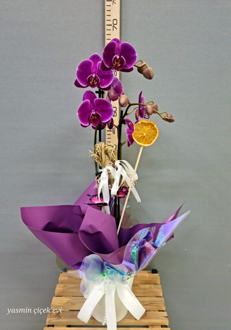 ORKİDE MOR ÇİFT DALLI CANLI