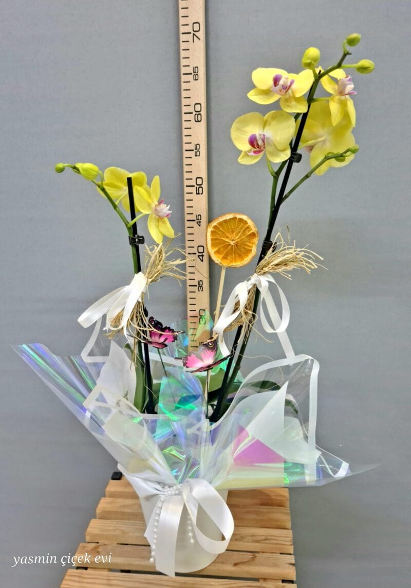 ORKİDE SARI ÇİFT DALLI CANLI