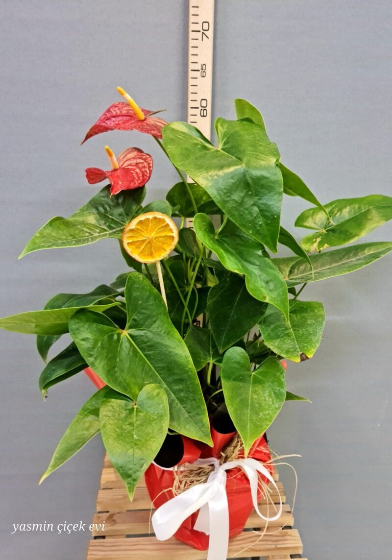 ANTORYUM BÜYÜK BOY CANLI