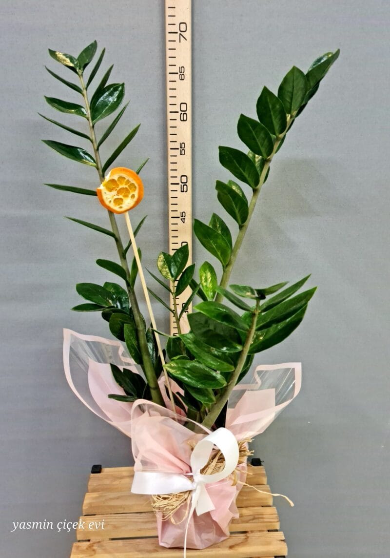 ZAMBİA ÇİÇEĞİ ORTA BOY CANLI