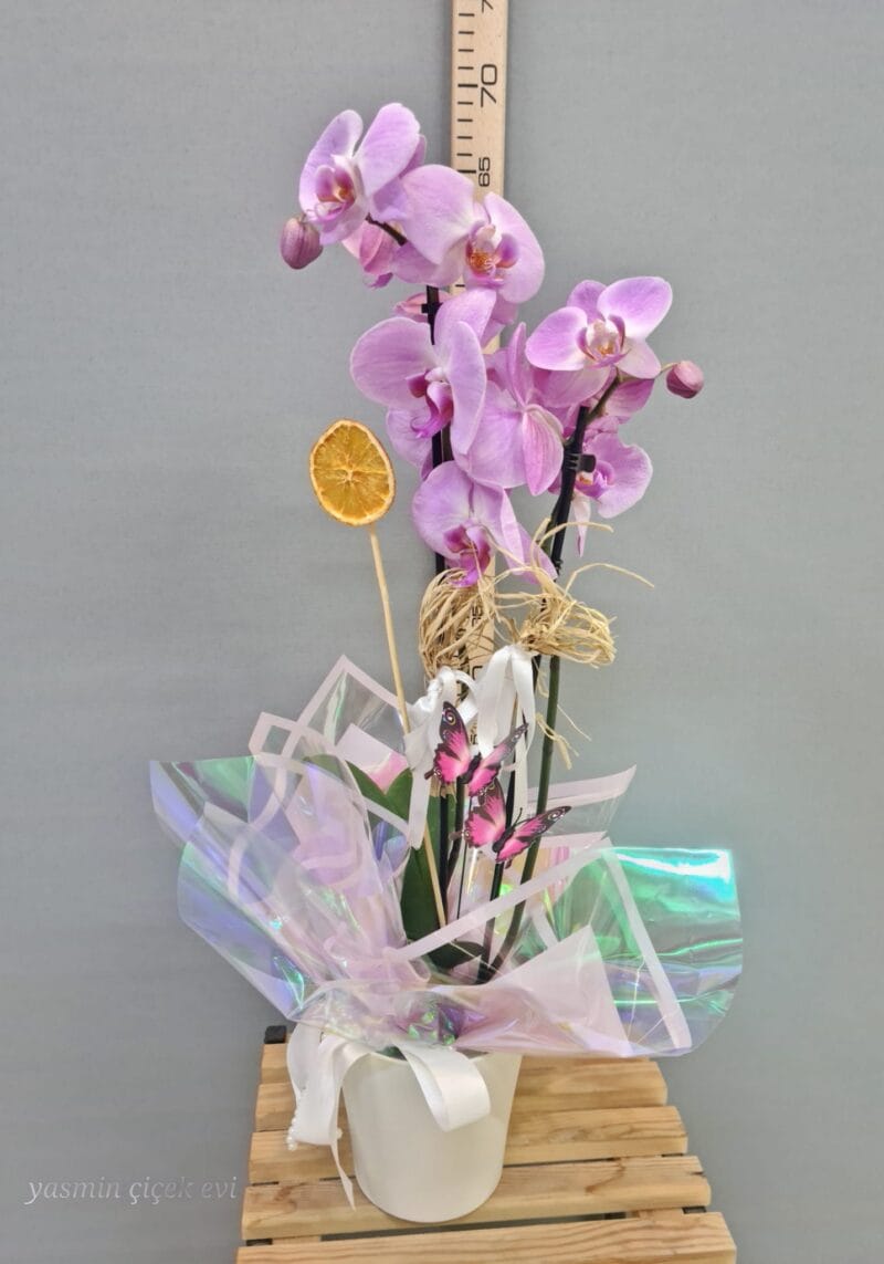 ORKİDE PEMBE ÇİFT DALLI CANLI