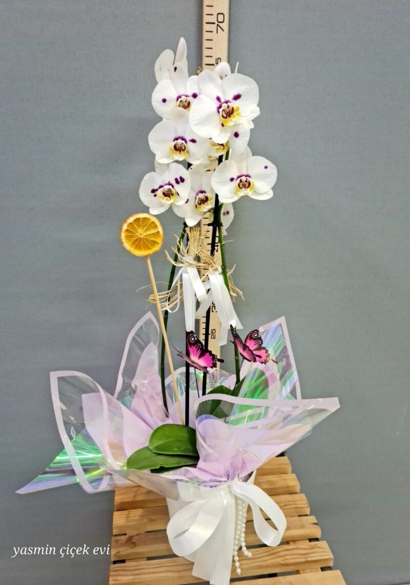 ORKİDE BEYAZ BENEKLİ ÇİFT DALLI CANLI