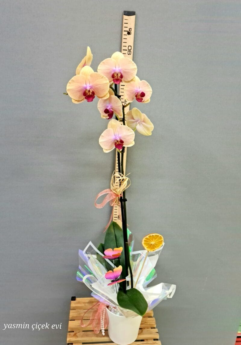 ORKİDE TURUNCU TEK DALLI CANLI