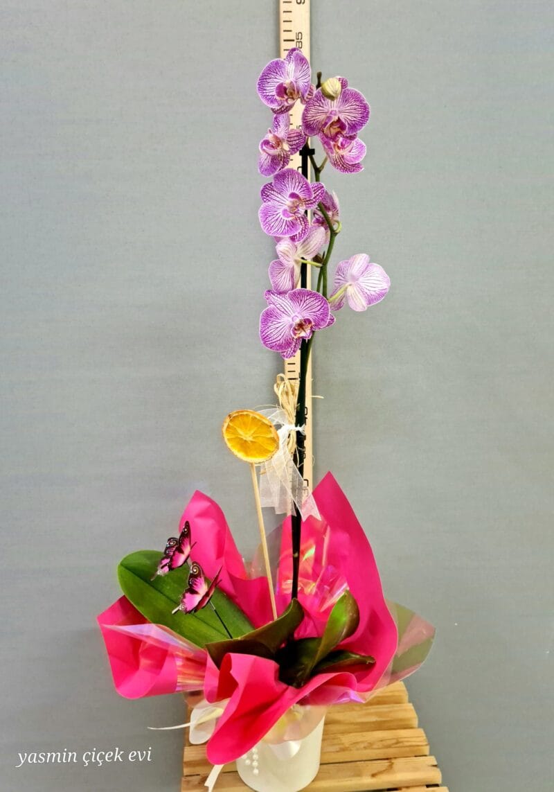 ORKİDE PEMBE TEK DALLI CANLI