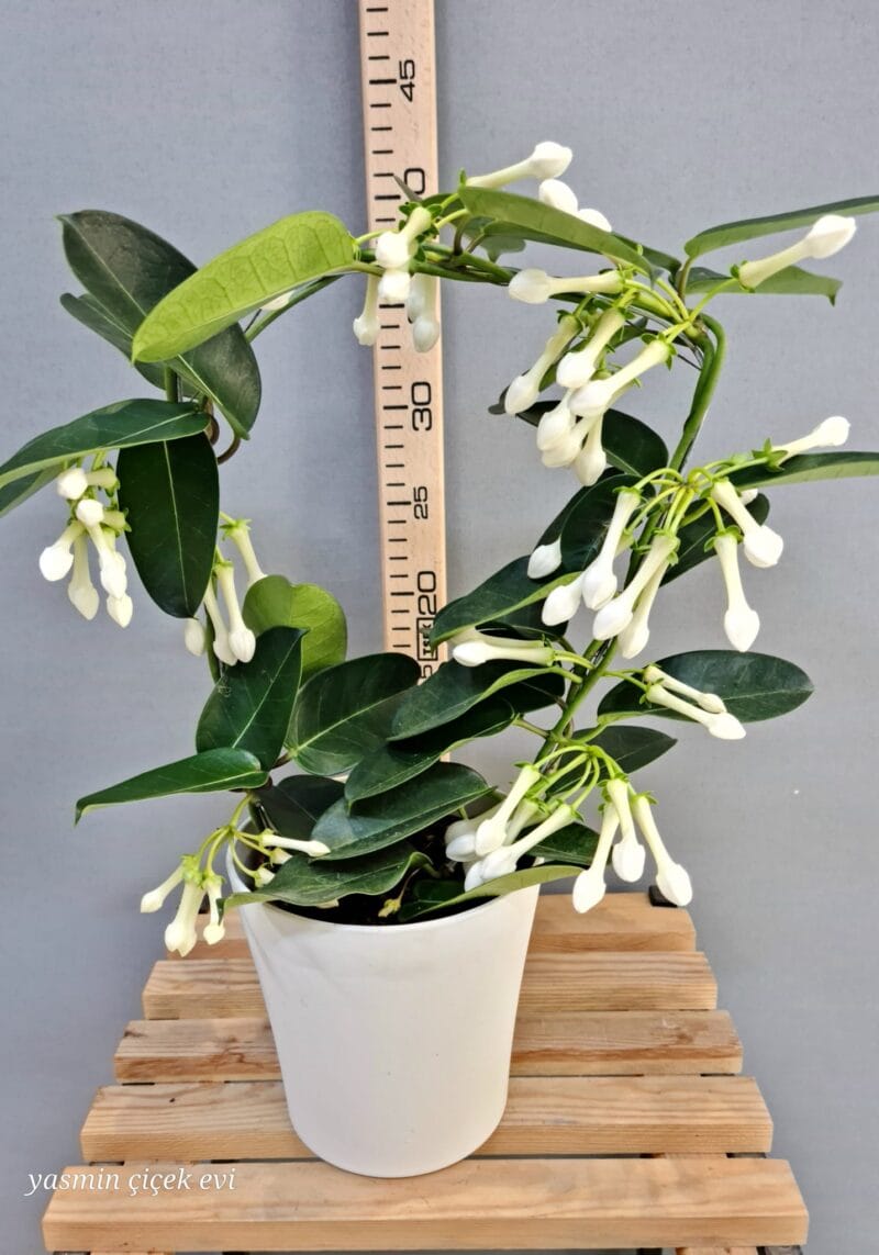 YASEMİN MADAGASKAR CANLI