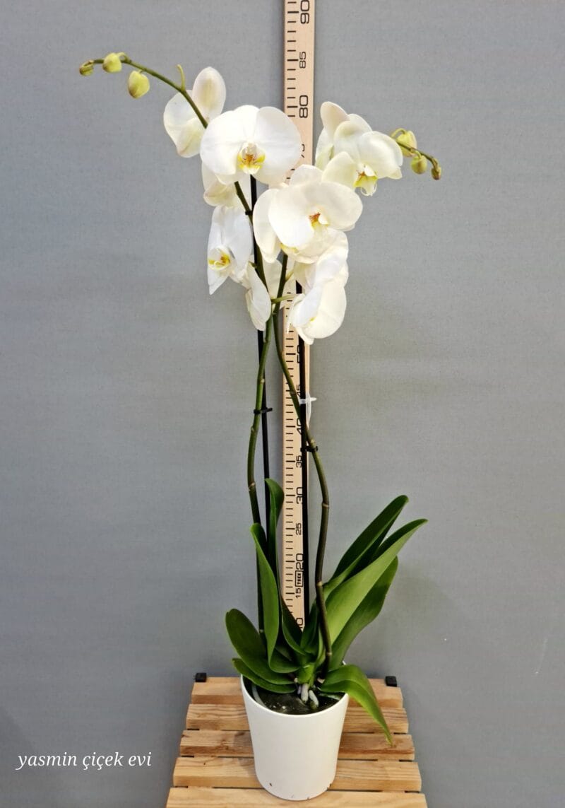 ORKİDE BEYAZ ÇİFT DALLI İTHAL CANLI