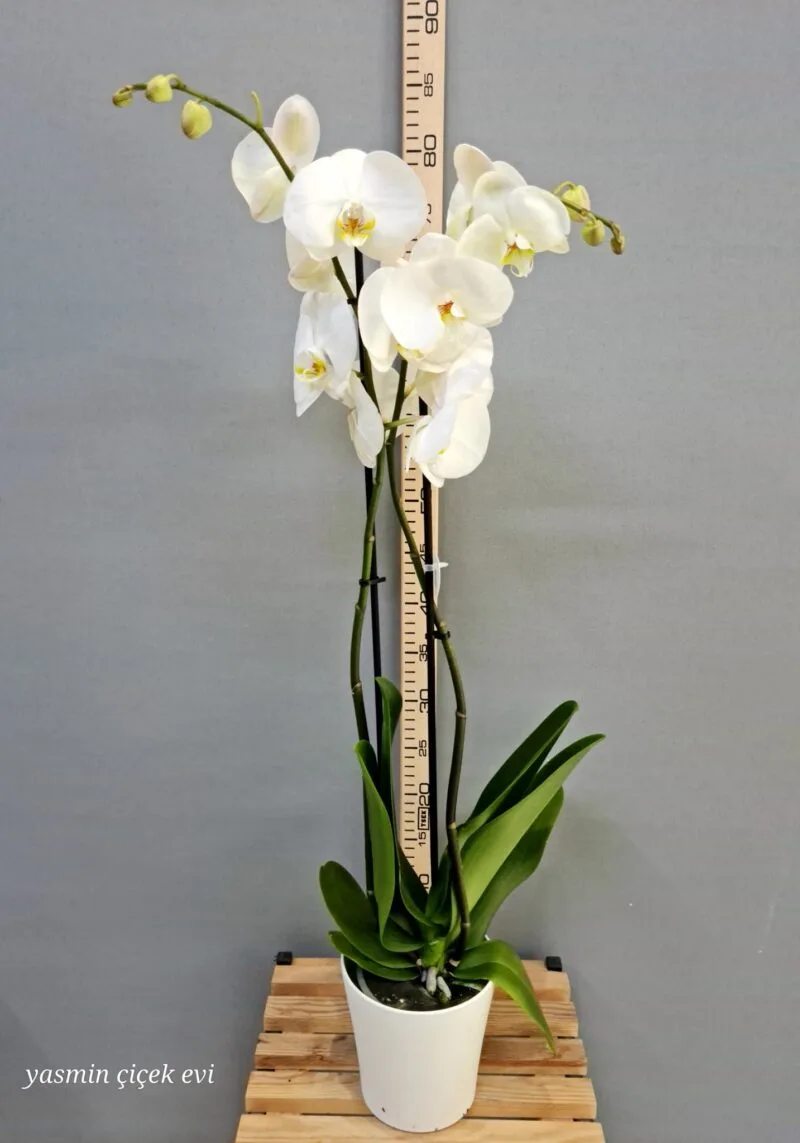 ORKİDE BEYAZ ÇİFT DALLI İTHAL CANLI