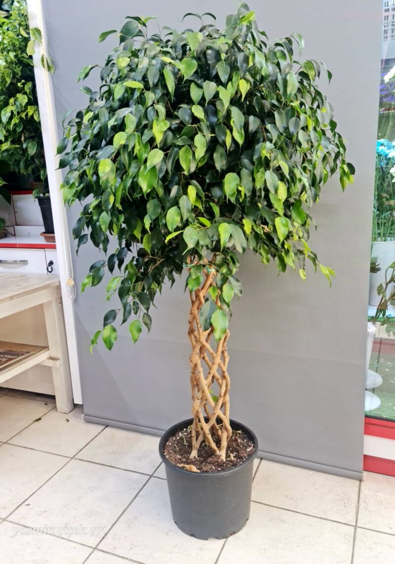 ÖRGÜ BENJAMİN AĞACI CANLI