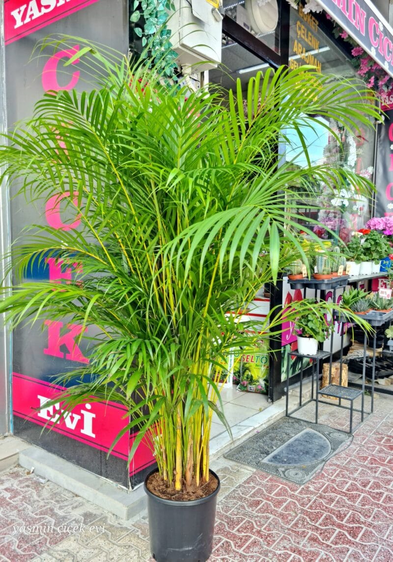 AREKA BÜYÜK BOY CANLI