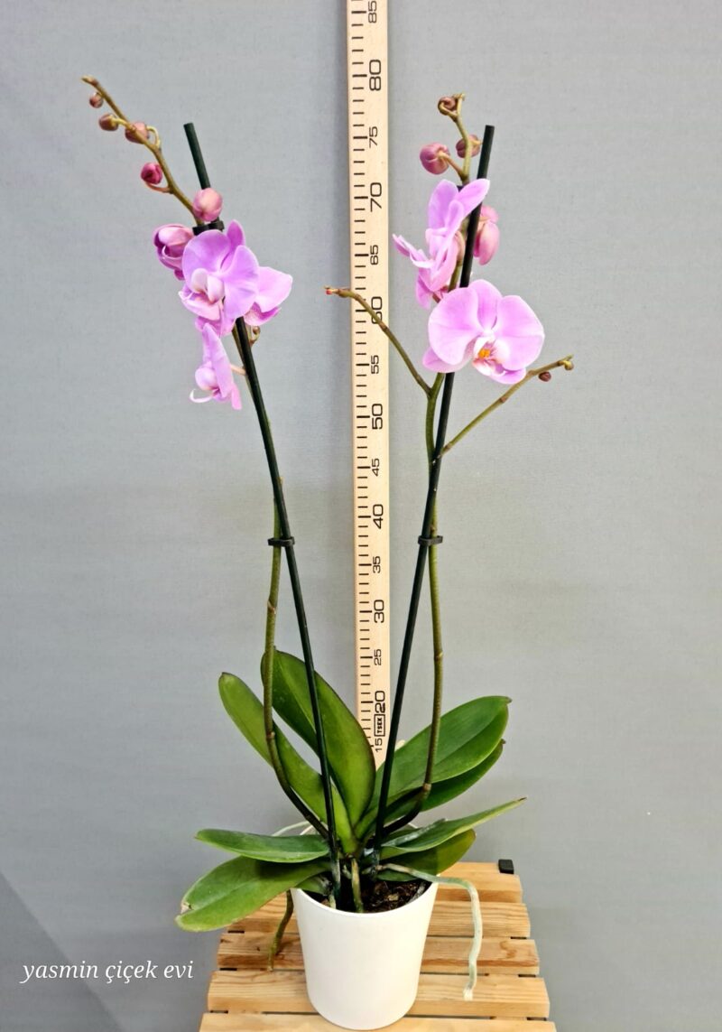 ORKİDE PEMBE ÇİFT DALLI CANLI
