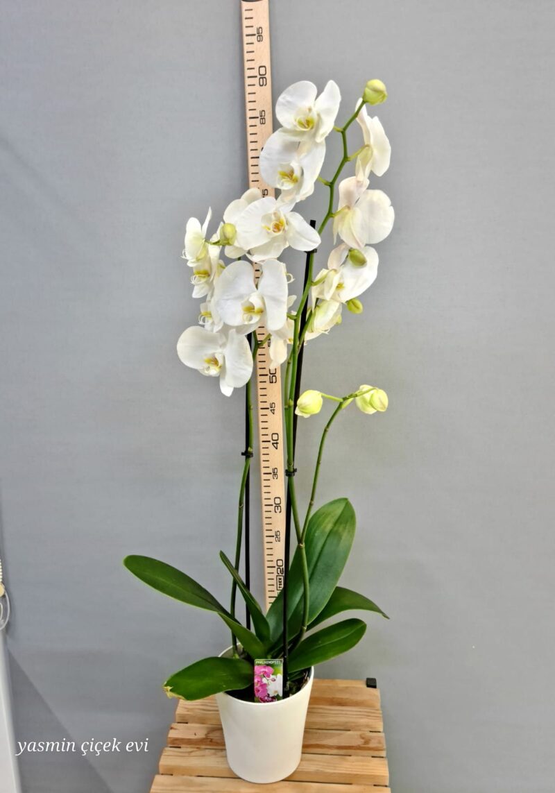 ORKİDE BEYAZ ÇİFT DALLI CANLI İTHAL