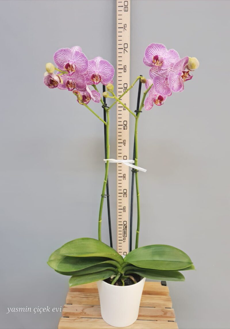 ORKİDE PEMBE ÇİFT DALLI CANLI