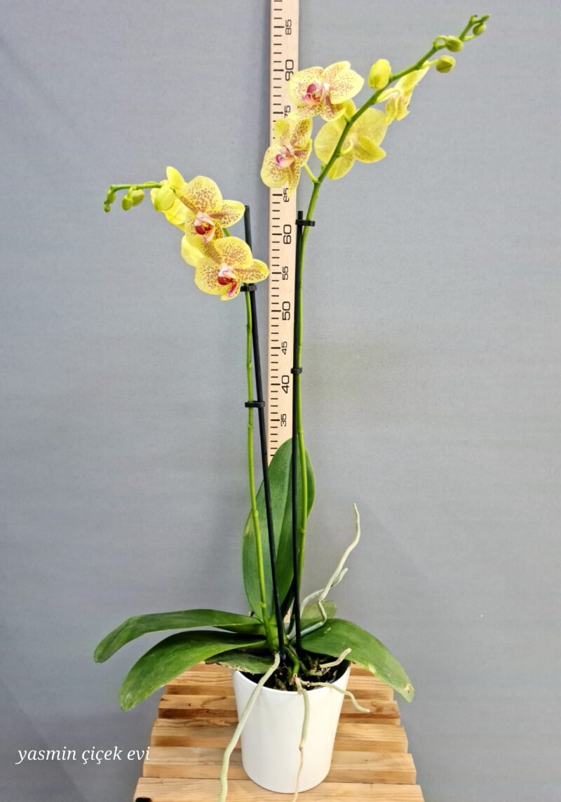 ORKİDE SARI RENKLİ ÇİFT DALLI CANLI