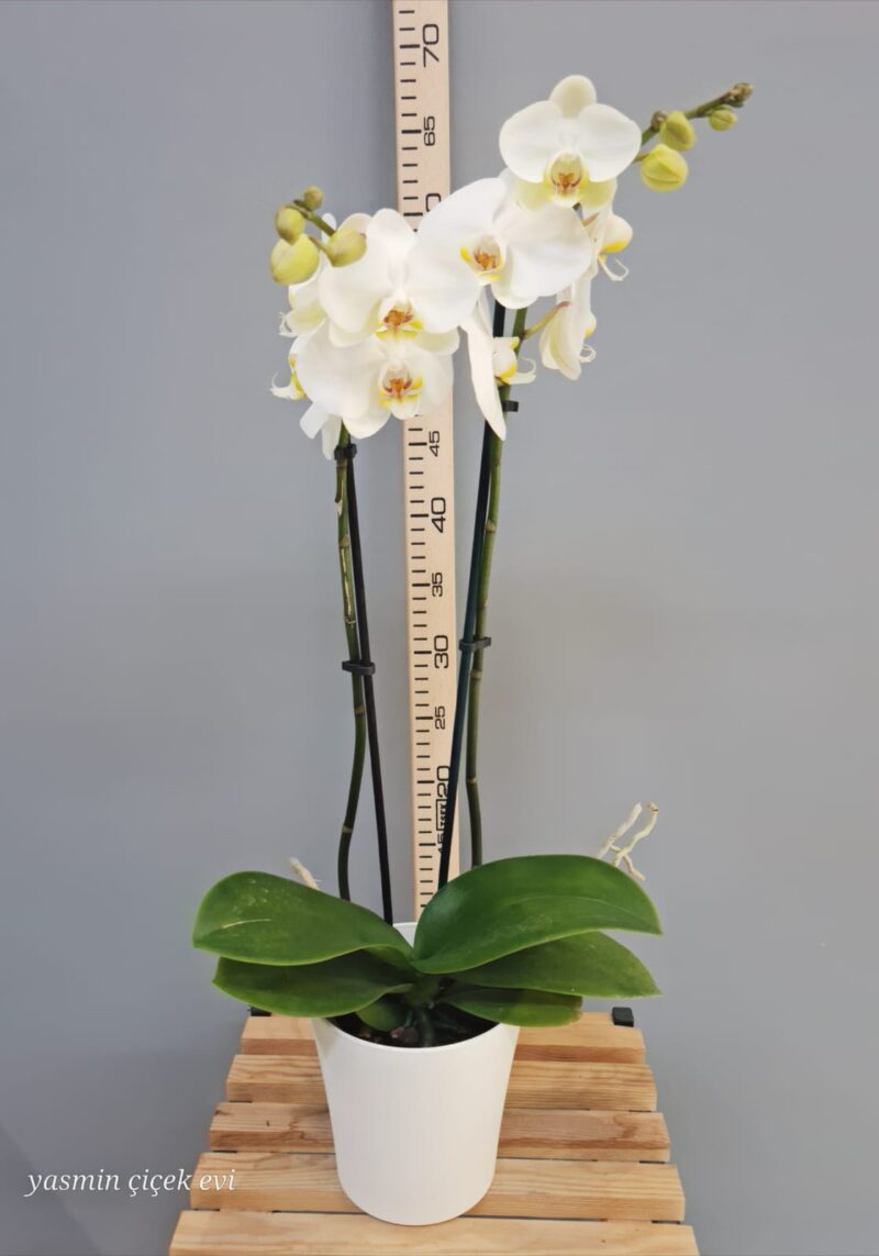 ORKİDE BEYAZ ÇİFT DALLI CANLI