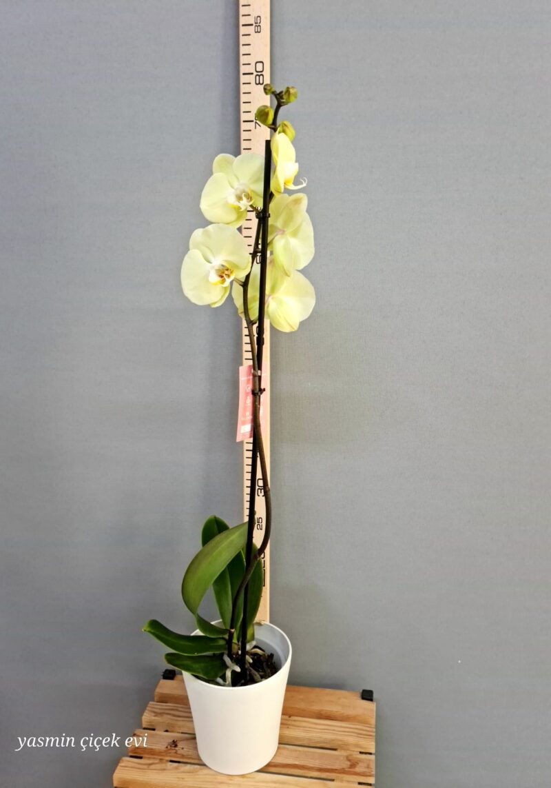 ORKİDE AÇIK SARI TEK DALLI CANLI