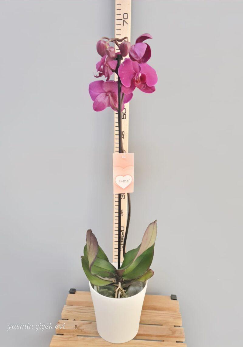 ORKİDE MOR TEK DALLI CANLI