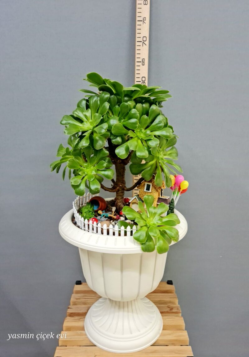 TERARYUM CANLI BÜYÜK BOYYY