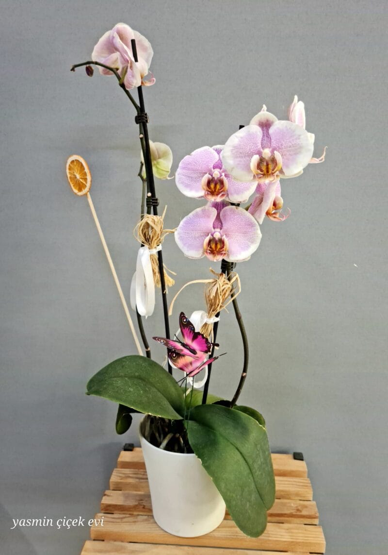 ORKİDE TOZ PEMBE  CANLI