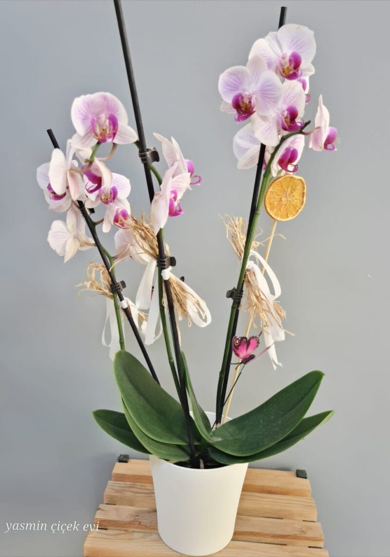 ORKİDE TOZ PEMBE ÜÇ DALLI CANLI